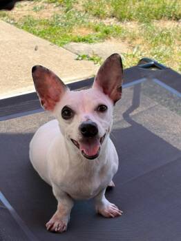 Mona -  Chihuahua and Dachshund Dog for Adoption in Walnutport, Pennsylvania - Mona | PetCurious