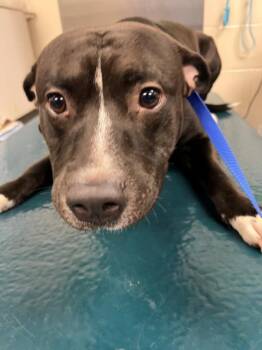 Staffordshire Bull Terrier Dogs Available for Adoption - DEAN | PetCurious