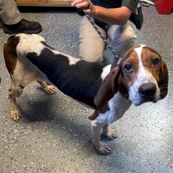 TUSC-Stray-85900 -  Hound and Mixed Breed Dog for Adoption in Tuscaloosa, Alabama - TUSC-Stray-85900 | PetCurious