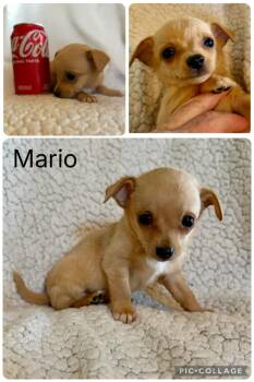 Chihuahua Dogs Available for Adoption in Enterprise, Alabama - Mario | PetCurious