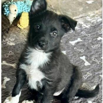 Terrier Dogs Available for Adoption - TWINKLE | PetCurious