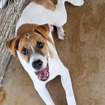 Rescue Boxer and Terrier Dogs for Adoption in Midland, Texas - Scout | PetCurious