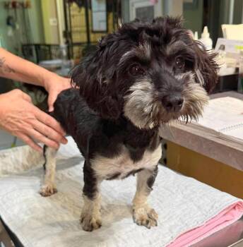 Ildegar (NOT YET AVAILABLE) -  Yorkshire Terrier and Poodle Dog for Adoption in Benton, Louisiana - Ildegar (NOT YET AVAILABLE) | PetCurious