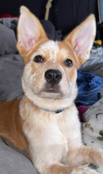 Foxy -  Australian Cattle Dog Blue Heeler Dog for Adoption in Merrillville, Indiana - Foxy | PetCurious