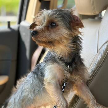 Max -  Yorkshire Terrier Dog for Adoption in Portland, Texas - Max | PetCurious