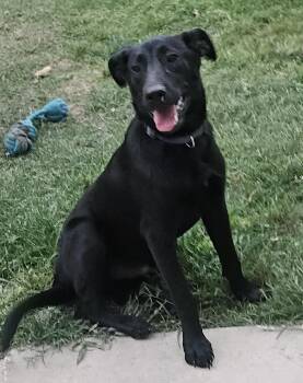Legume -  Black Labrador Retriever and Greyhound Dog for Adoption in Niederwald, Texas - Legume | PetCurious