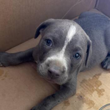 Terrier Dogs Available for Adoption - Finley | PetCurious