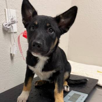 German Shepherd Dog Dogs Available for Adoption - 375 (2026) | PetCurious