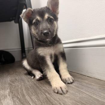 Lily -  German Shepherd Dog Dog for Adoption in Aberdeen, North Carolina - Lily | PetCurious