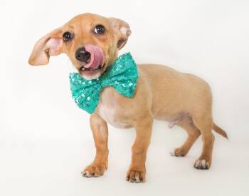 Chihuahua and Dachshund Dogs Available for Adoption - Topaz | PetCurious