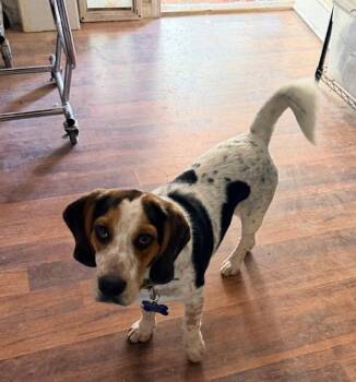 Beagle Dogs Available for Adoption in Las Vegas, Nevada - Freeway | PetCurious