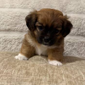 Xena - available for adoption -  Miniature Schnauzer and Chihuahua Dog for Adoption in Tustin, California - Xena - Available For Adoption | PetCurious