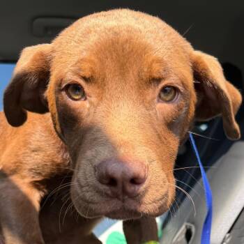 Puddin -  Chocolate Labrador Retriever Dog for Adoption in Birmingham, Alabama - Puddin | PetCurious