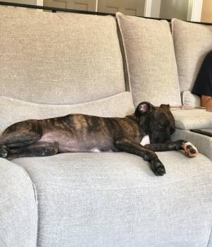 Rescue Mixed Breed Dogs for Adoption in Atlanta, Georgia - Gunner | PetCurious