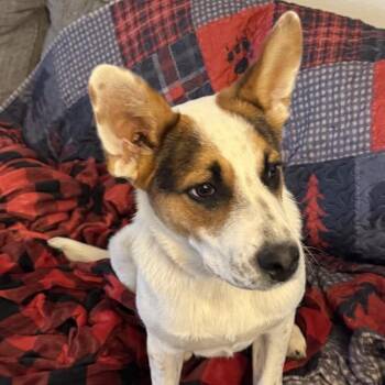 Australian Cattle Dog Blue Heeler Dogs Available for Adoption in Austin, Texas - Radar | PetCurious