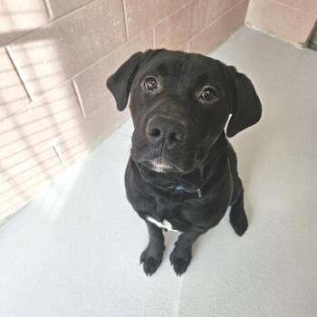 Labrador Retriever Dogs Available for Adoption - Mr. Echo | PetCurious
