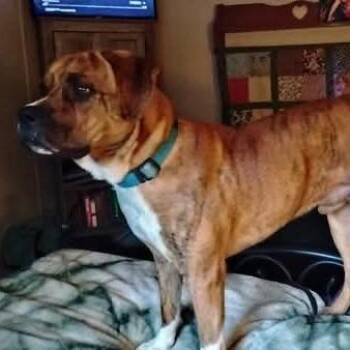 Boxer Dogs Available for Adoption in Livingston, Texas - Tiger | PetCurious