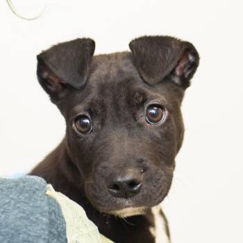 Buggs -  Mixed Breed Dog for Adoption in Middletown, Rhode Island - Buggs | PetCurious