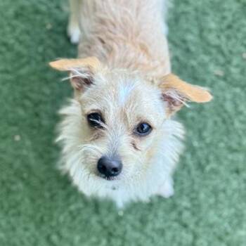 Rocky -  Chihuahua Dog for Adoption in Sacramento, California - Rocky | PetCurious