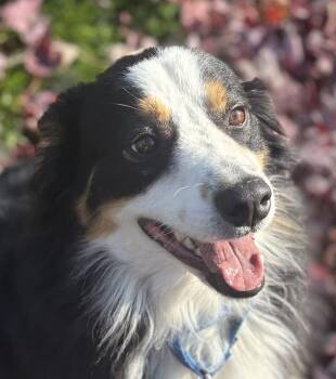 Hero -  Border Collie Dog for Adoption in Jackson, Michigan - Hero | PetCurious