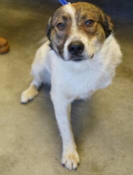 Australian Cattle Dog Blue Heeler and Mixed Breed Dogs Available for Adoption in Bowling Green, Kentucky - Stewie (3 Legs) | PetCurious