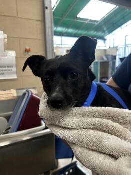 A272839 -  Chihuahua and Mixed Breed Dog for Adoption in Chula Vista, California - A272839 | PetCurious