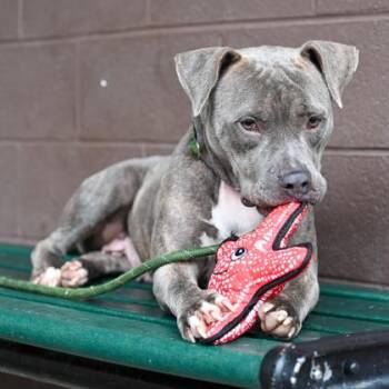 Mixed Breed Dogs Available for Adoption in Chamblee, Georgia - Candy | PetCurious
