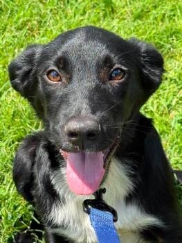 Kane -  Border Collie Dog for Adoption - Kane | PetCurious