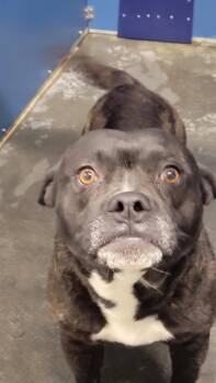 American Bulldog Dogs Available for Adoption in Henderson, North Carolina - Diego | PetCurious