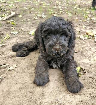 Mikey -  Labradoodle Dog for Adoption in Liberty Center, Ohio - Mikey | PetCurious