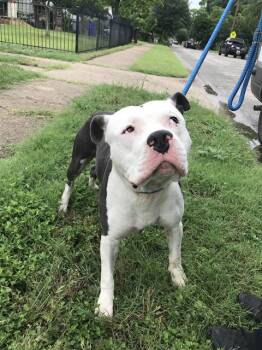 Rescue Mixed Breed Dogs for Adoption in Dallas, Texas - Z | PetCurious