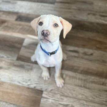 Mixed Breed Dogs Available for Adoption in Edwardsville, Illinois - Harley (mp_7) | PetCurious