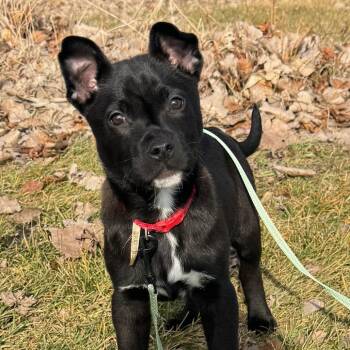 Black Labrador Retriever and Mixed Breed Dogs Available for Adoption - Ricky Ricardo | PetCurious
