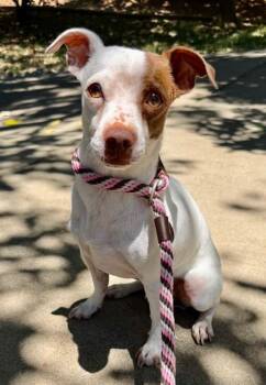 ANGELO -  Chihuahua and Mixed Breed Dog for Adoption in Sacramento, California - ANGELO | PetCurious