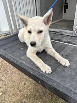 Husky Dogs Available for Adoption in Edna, Texas - Found - Corbin | PetCurious