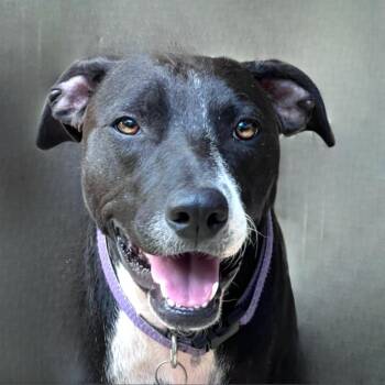 Labrador Retriever Dogs Available for Adoption - Mia | PetCurious