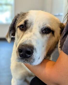 Roman -  Great Pyrenees and Mixed Breed Dog for Adoption in Portola, California - Roman | PetCurious