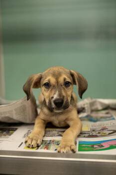 Tommy -  Basset Hound and Mixed Breed Dog for Adoption in Fort Worth, Texas - Tommy | PetCurious