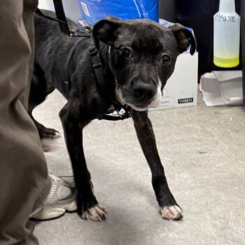 Velma -  Mixed Breed Dog for Adoption in Philadelphia, Pennsylvania - Velma | PetCurious