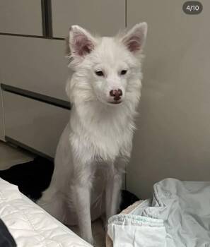 YUKI -  Jindo and Spitz Dog for Adoption in Agoura Hills, California - YUKI | PetCurious