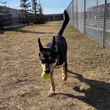 Havarti -  Shepherd Dog for Adoption in Great Falls, Montana - Havarti | PetCurious
