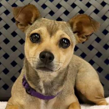 Chihuahua and Dachshund Dogs Available for Adoption in Midland, Texas - Thelma | PetCurious