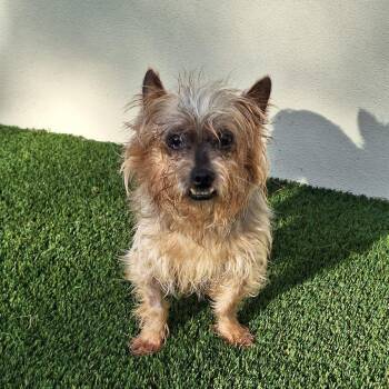 Yippee Yaya 2762 -  Yorkshire Terrier and Mixed Breed Dog for Adoption in Loxahatchee Groves, Florida - Yippee Yaya 2762 | PetCurious