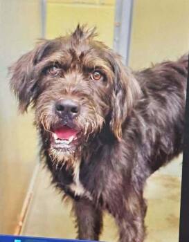 Bubbie -  Labradoodle Dog for Adoption in Aurora, Indiana - Bubbie | PetCurious
