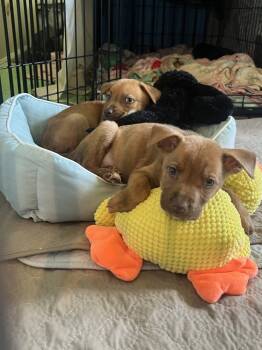 Rescue Pit Bull Terrier and Terrier Dogs for Adoption in Broomfield, Colorado - ELENA | PetCurious