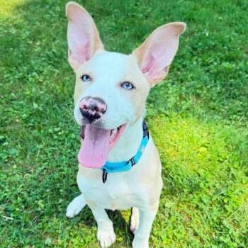 Scout -  Mixed Breed Dog for Adoption in Syracuse, New York - Scout | PetCurious