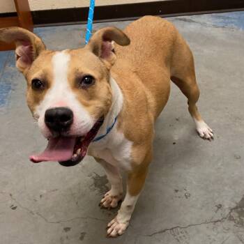SWEETIE -  Mixed Breed Dog for Adoption in Memphis, Tennessee - SWEETIE | PetCurious