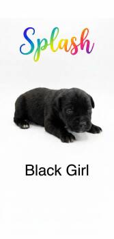 Mixed Breed Dogs Available for Adoption in Holly Springs, North Carolina - Splash - Nemo Litter | PetCurious
