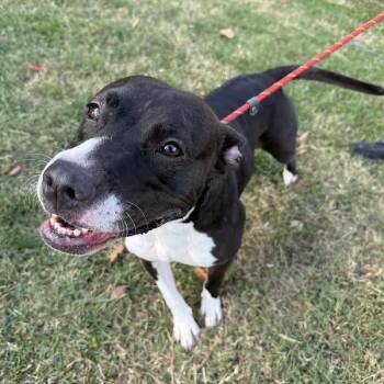 Rescue Mixed Breed Dogs for Adoption in Narberth, Pennsylvania - Matcha | PetCurious