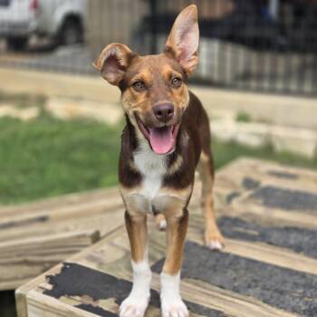 Shepherd Dogs Available for Adoption in Mansfield, Texas - Echo | PetCurious